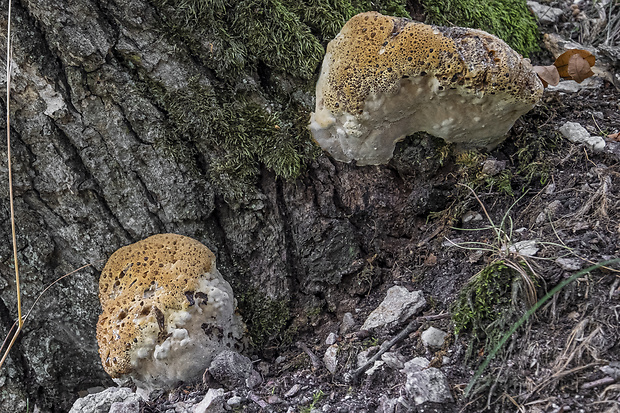 ryšavec slziaci Pseudoinonotus dryadeus (Pers.) T. Wagner & M. Fisch.