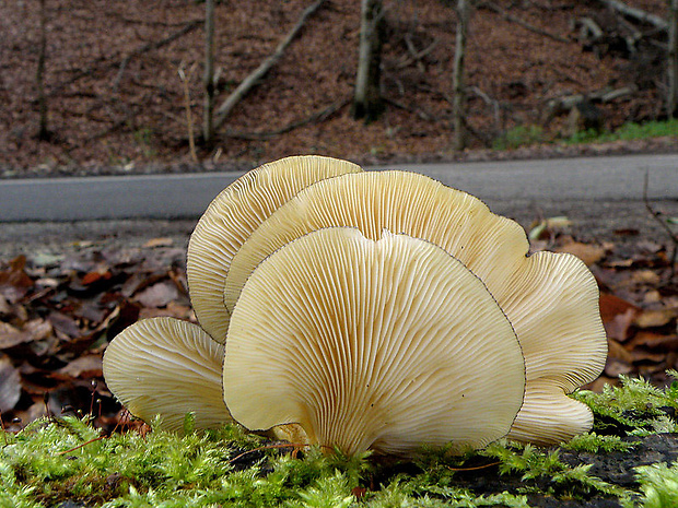 pňovka neskorá Sarcomyxa serotina (Pers.) P. Karst.