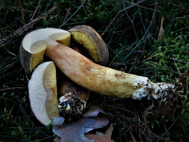 suchohríb červenohnedý Xerocomus ferrugineus (Kuntze) Singer