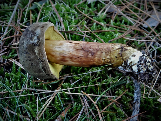 suchohríb červenohnedý Xerocomus ferrugineus (Kuntze) Singer