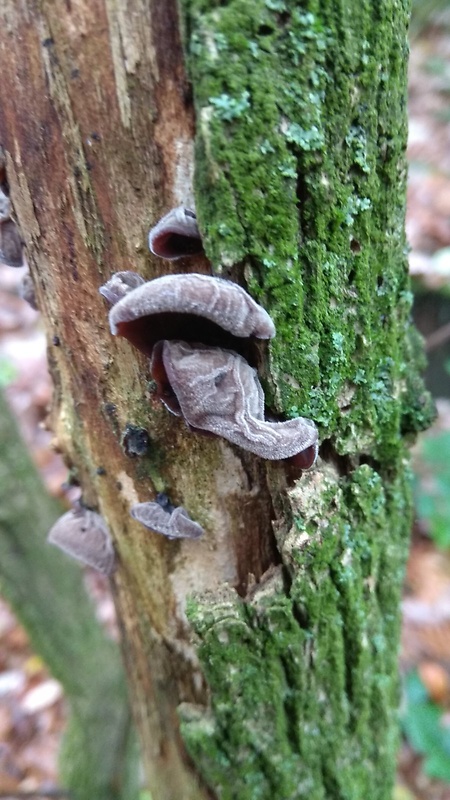 uchovec bazový Auricularia auricula-judae (Bull.) Quél.