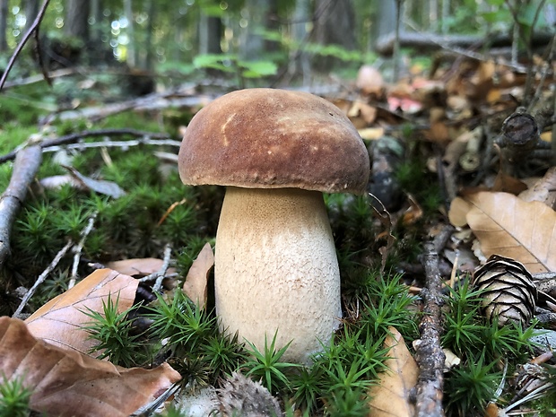 hríb dubový Boletus reticulatus Schaeff.