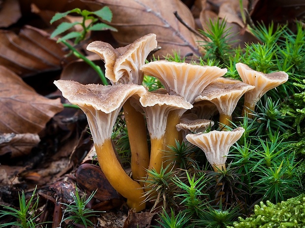 kuriatko lievikovité Craterellus tubaeformis (Fr.) Quél.