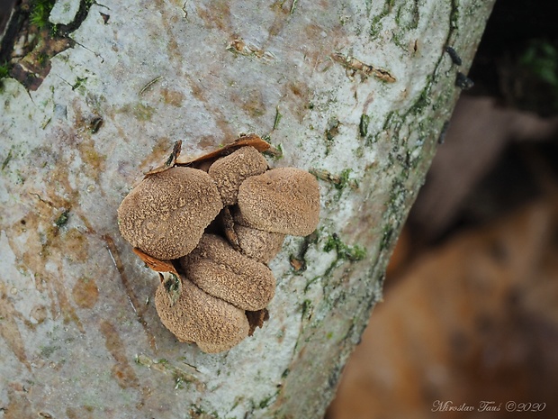 dutinovka otrubnatá Encoelia furfuracea (Roth) P. Karst.