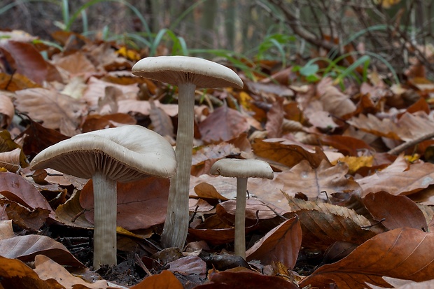 hodvábnica Entoloma sp.