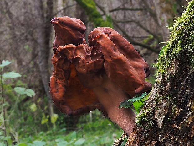 ušiak mitrovitý Gyromitra infula (Schaeff.) Quél.