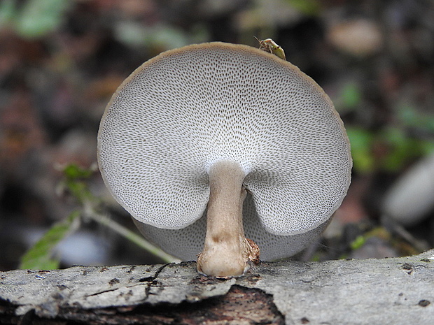 trúdnik zimný Lentinus brumalis (Pers.) Zmitr.