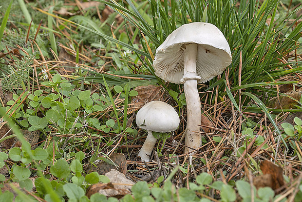 bedlica Leucoagaricus sp.