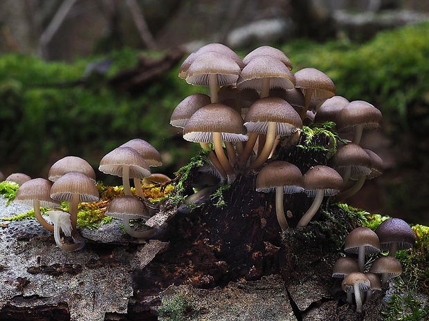 prilbička hnedosivá Mycena tintinnabulum (Paulet) Quél.