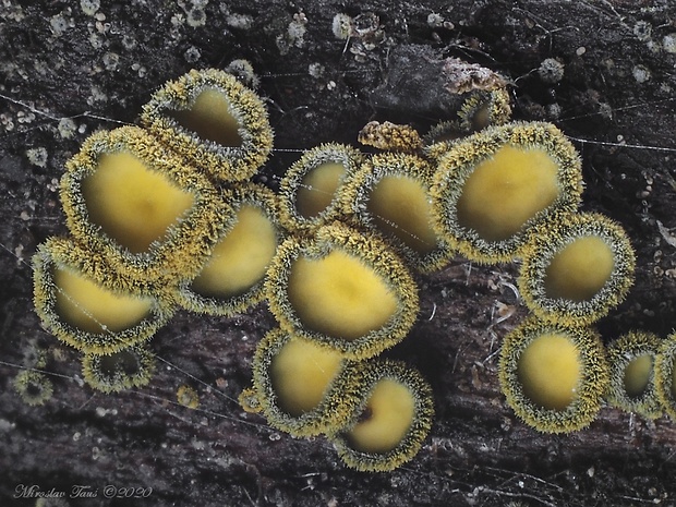 lachnetka vosková Neodasyscypha cerina (Pers.) Spooner