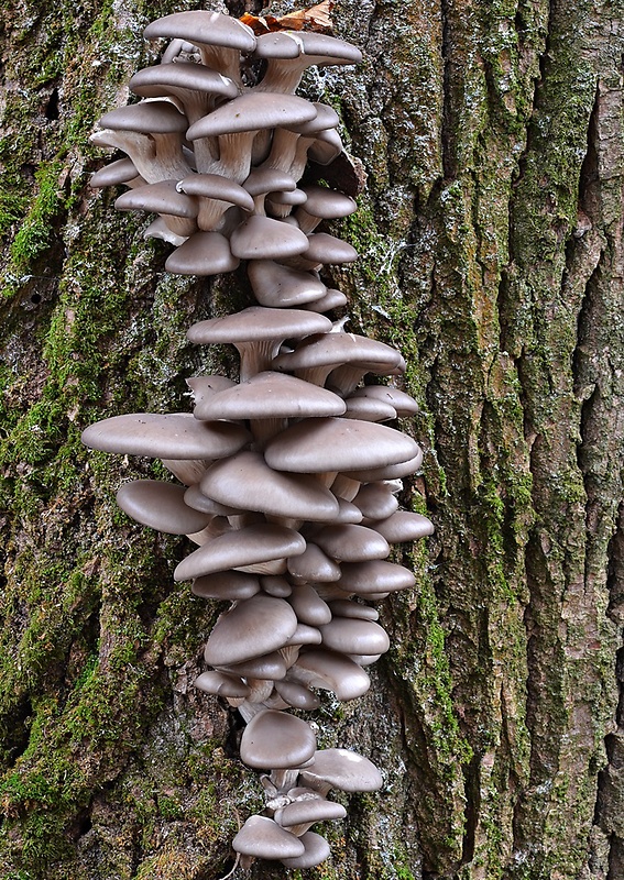 hliva ustricovitá Pleurotus ostreatus (Jacq.) P. Kumm.