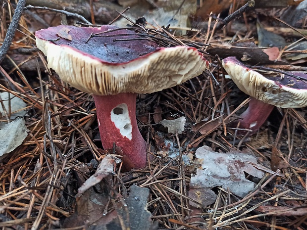 plávka zavalitá Russula torulosa Bres.