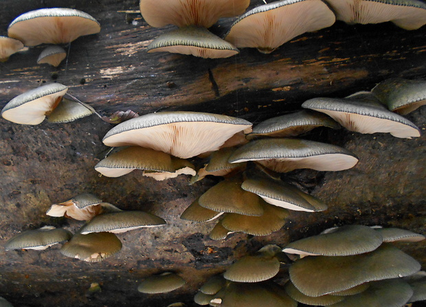 pňovka neskorá Sarcomyxa serotina (Pers.) P. Karst.