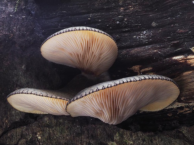 pňovka neskorá Sarcomyxa serotina (Pers.) P. Karst.