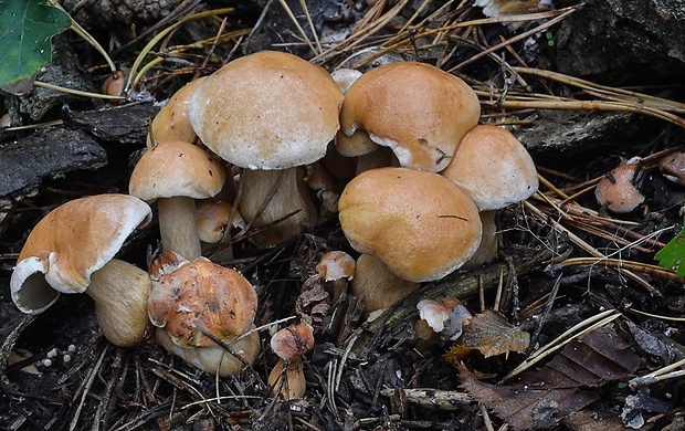 masliak kravský Suillus bovinus (Pers.) Roussel