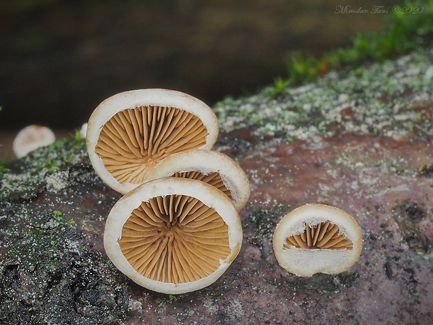 pňovka Tectella patellaris (Fr.) Murrill