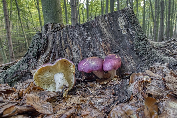 čírovec červenožltý Tricholomopsis rutilans (Schaeff.) Singer