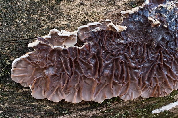 uchovka pásikavá Auricularia mesenterica (Dicks.) Pers.