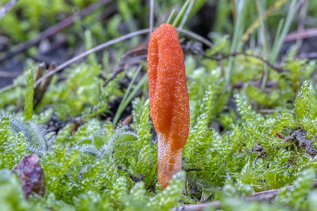 žezlovka hmyzová Cordyceps militaris (Fr.) Link