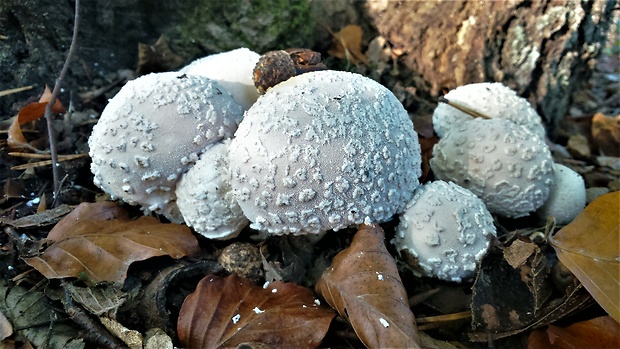 prášnica závojová Lycoperdon mammiforme Pers.