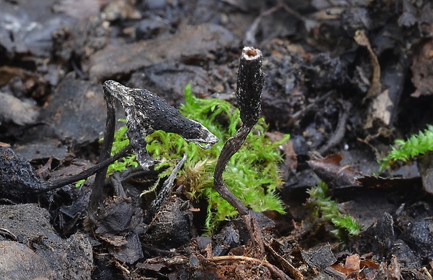 drevnatec hlohový Xylaria oxyacanthae Tul. et C. Tul