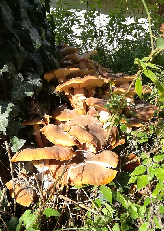 podpňovka Armillaria sp.