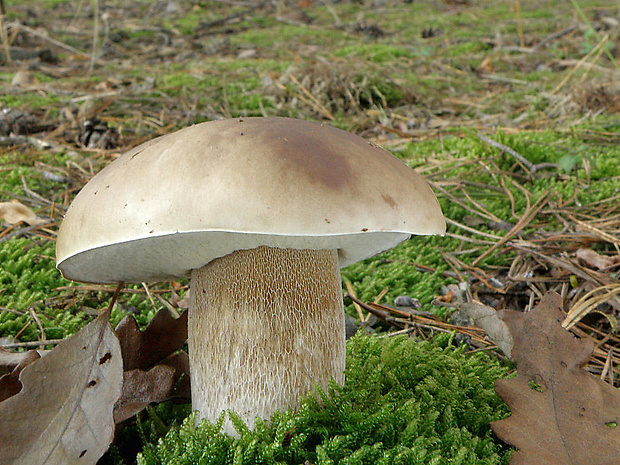 hríb smrekový Boletus edulis Bull.