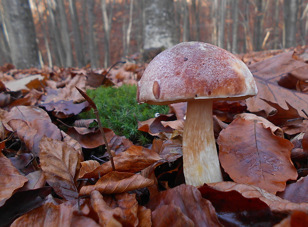 hríb sosnový Boletus pinophilus Pil. et Dermek in Pil.