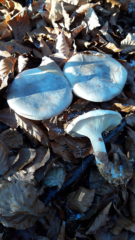 strmuľka inovaťová Clitocybe nebularis (Batsch) P. Kumm.