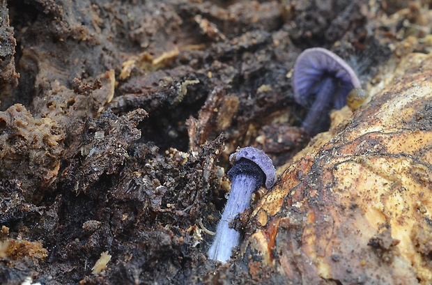 hodvábnica fialovomodrá Entoloma euchroum (Pers.) Donk