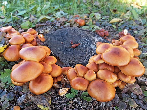 plamienka Flammulina sp.