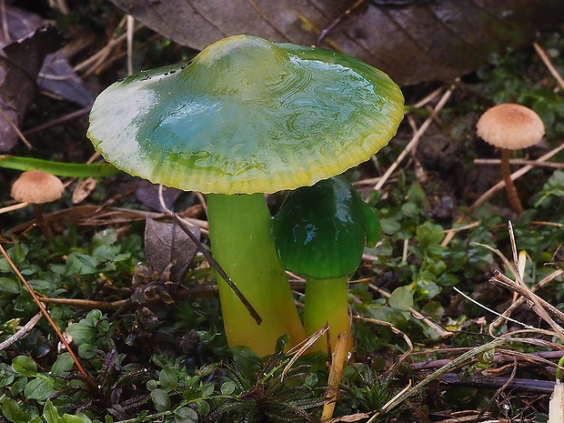 lúčnica žltozelená Gliophorus psittacinus (Schaeff.) Herink