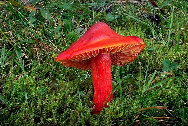 lúčnica granátovočervená Hygrocybe punicea (Fr.) P. Kumm.