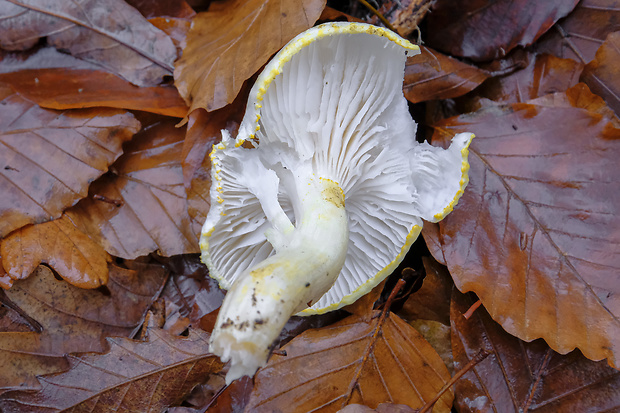 šťavnačka žltovločkatá Hygrophorus chrysodon (Batsch) Fr.