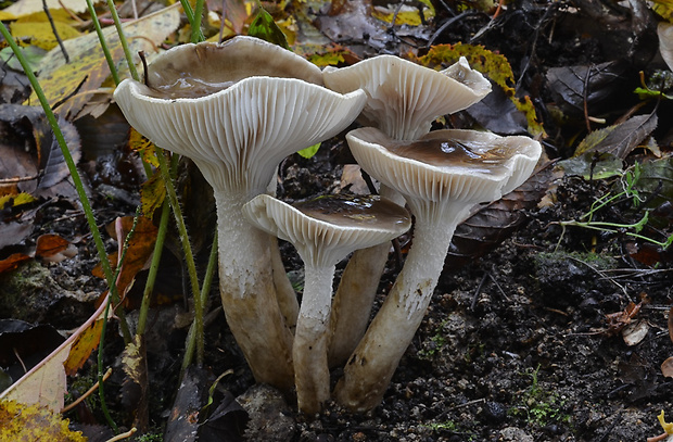 šťavnačka Persoonova Hygrophorus persoonii Arnolds