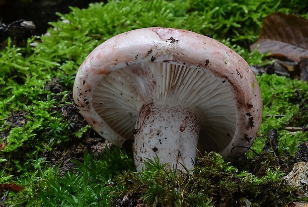 šťavnačka plávkovitá Hygrophorus russula (Schaeff.) Kauffman