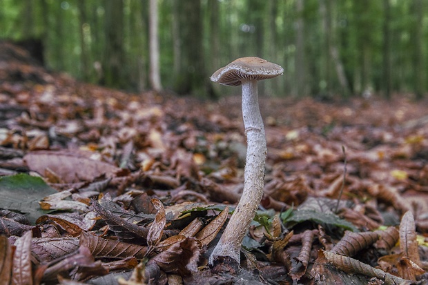 golierovka šupinkatá Leratiomyces squamosus var. squamosus (Pers.) Bridge & Spooner