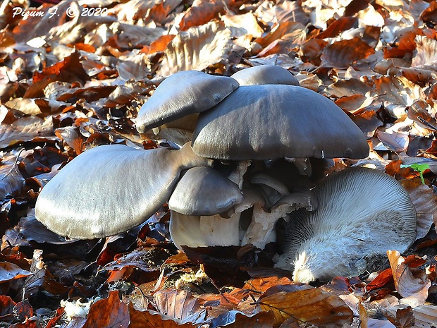 hliva Pleurotus sp.