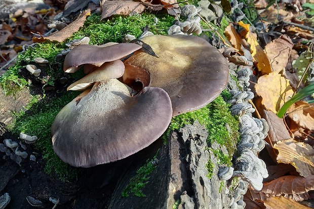 pňovka neskorá Sarcomyxa serotina (Pers.) P. Karst.