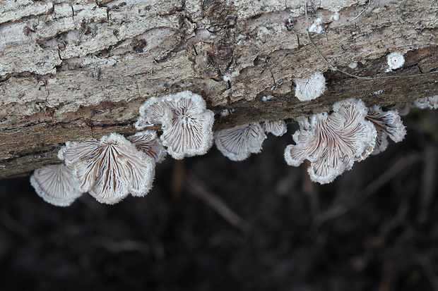 klanolupeňovka obyčajná Schizophyllum commune Fr.