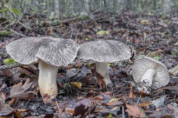 čírovka zemná Tricholoma terreum (Schaeff.) P. Kumm.