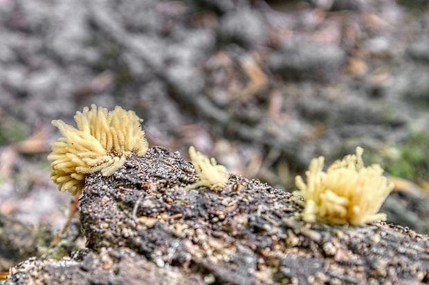 mištička ovisnutá Arcyria nutans (Bull.) Grev.