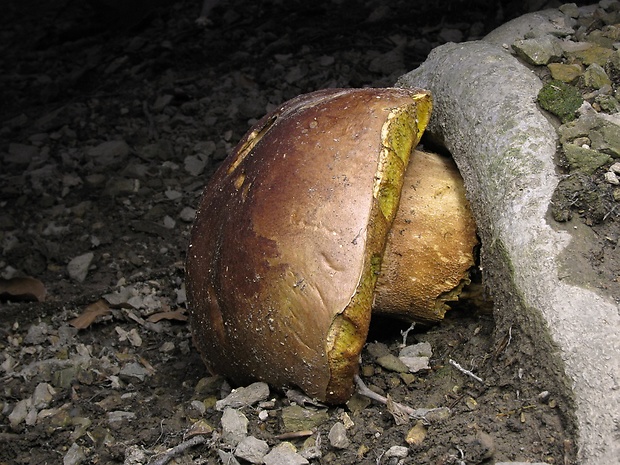 hríb sosnový Boletus pinophilus Pil. et Dermek in Pil.