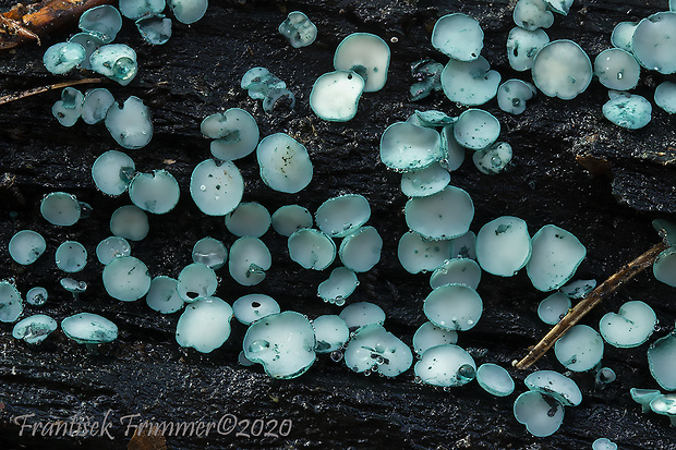 zelenica Chlorociboria sp.