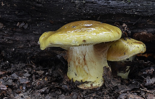 pavučinovec Cortinarius sp.