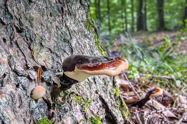 lesklokôrovka obyčajná Ganoderma lucidum (Curtis) P. Karst.