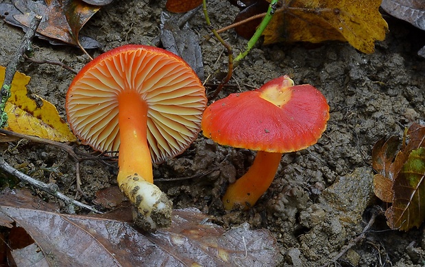 lúčnica šarlátová Hygrocybe coccinea (Schaeff.) P. Kumm.