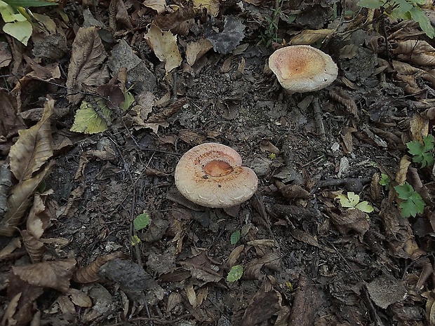 rýdzik kravský Lactarius torminosus (Schaeff.) Gray