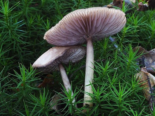 prilbička zúbkovaná Mycena pelianthina (Fr.) Quél.