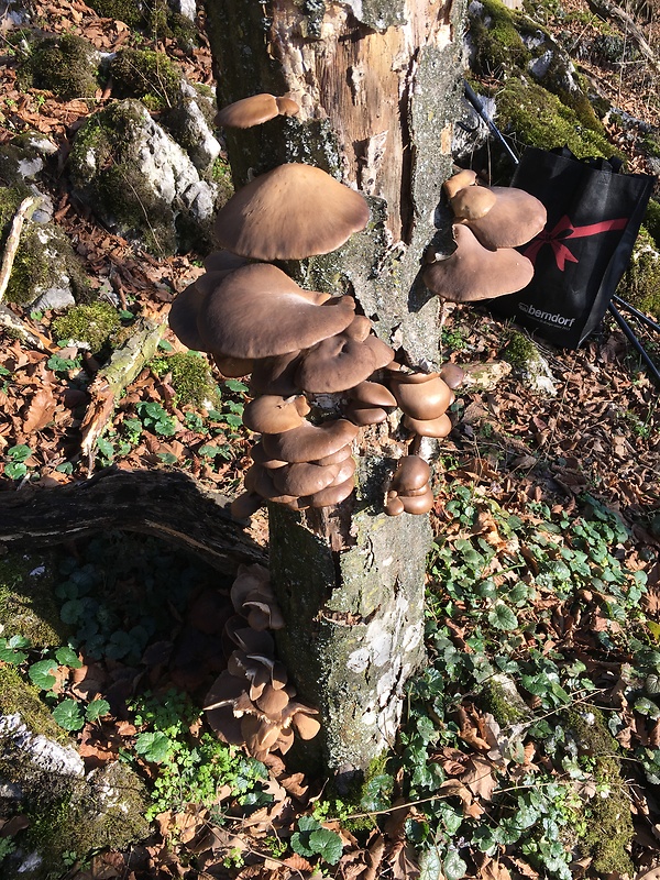 hliva ustricovitá Pleurotus ostreatus (Jacq.) P. Kumm.